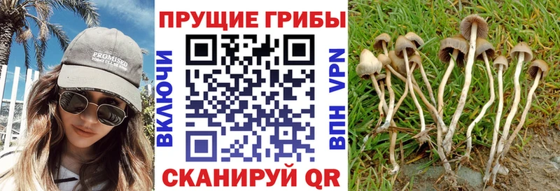 цены Каменногорск Галлюциногенные грибы GOLDEN TEACHER